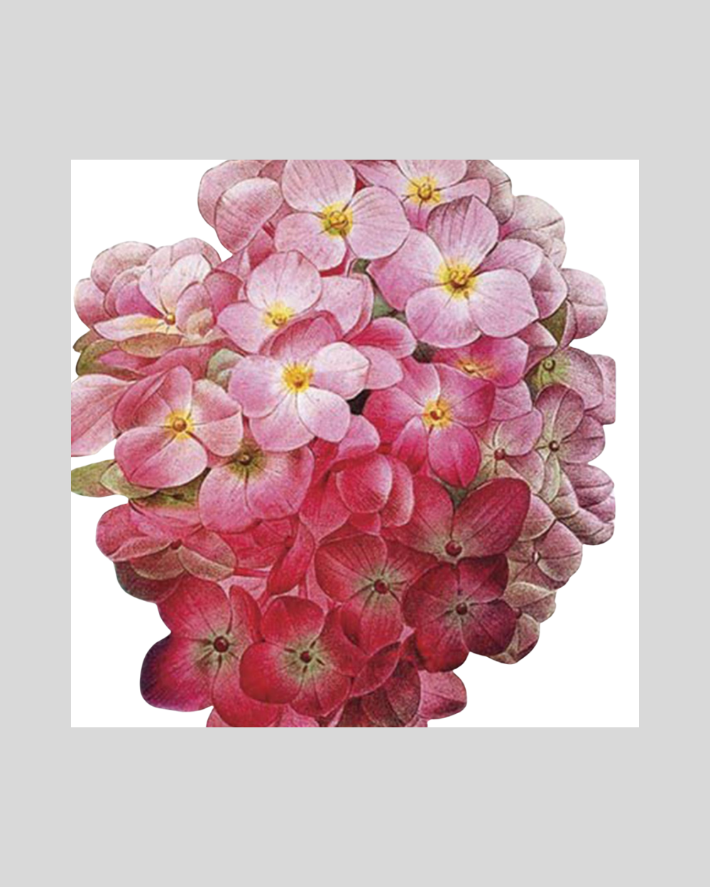 Hydrangea Card
