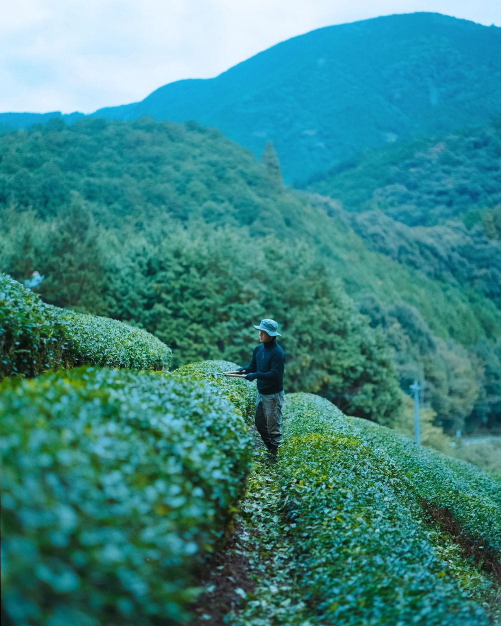 Matcha Himawari, Hiraoka