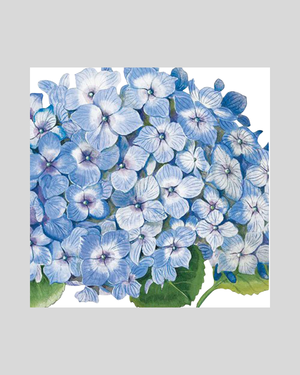 Blue Hydrangea Card