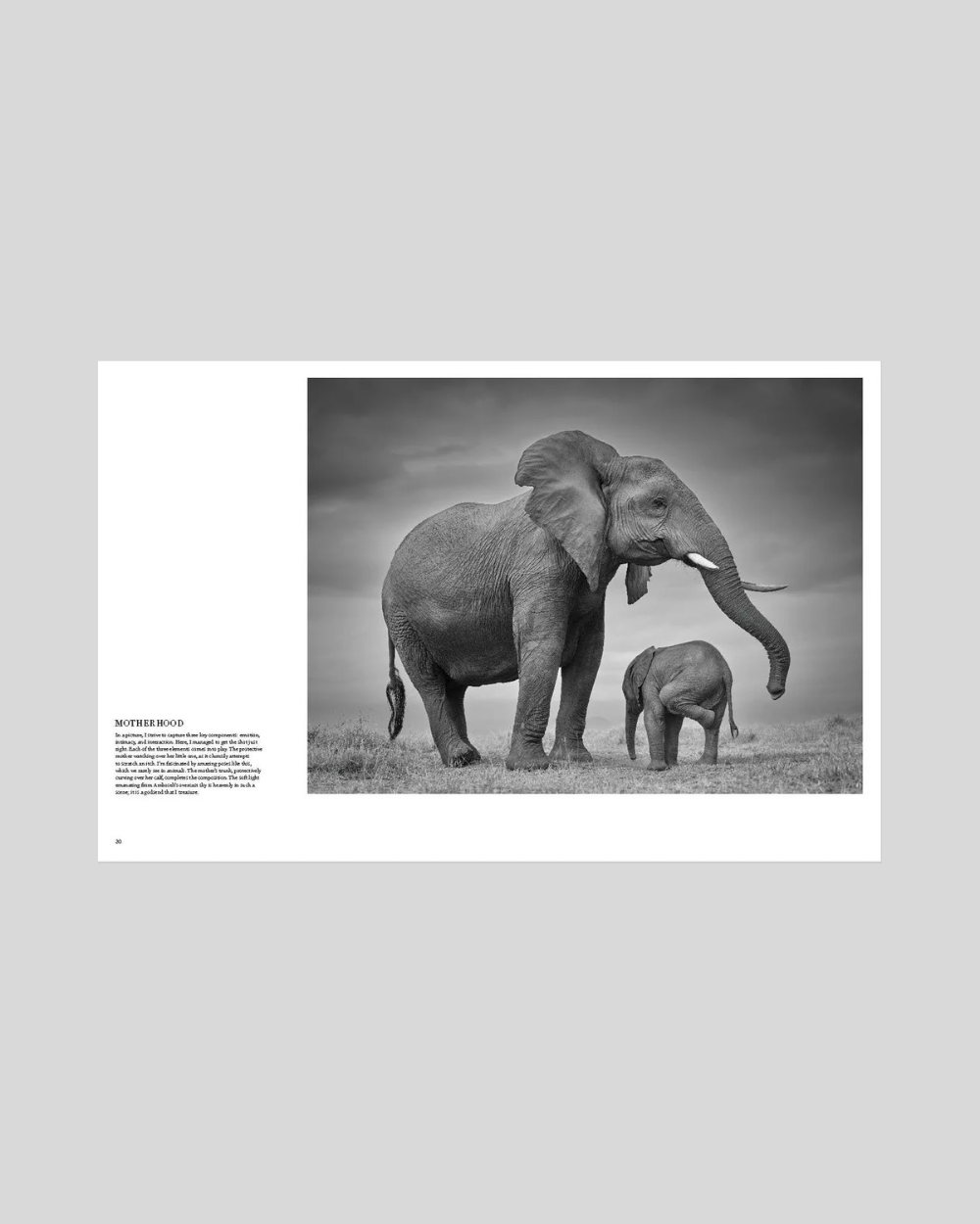 True Wildlife
