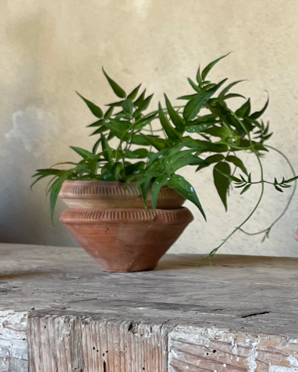 Terracotta Bowl